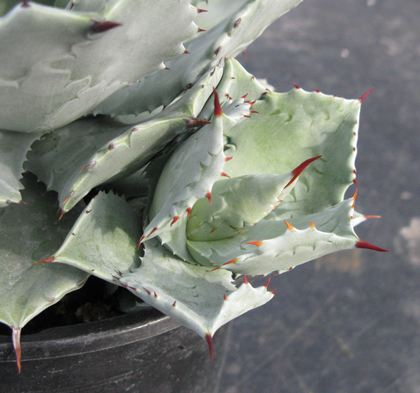 Pépinière Palmaris Agave isthmensis