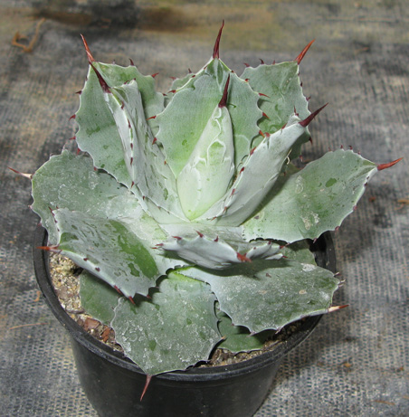 Pépinière Palmaris Agave isthmensis 