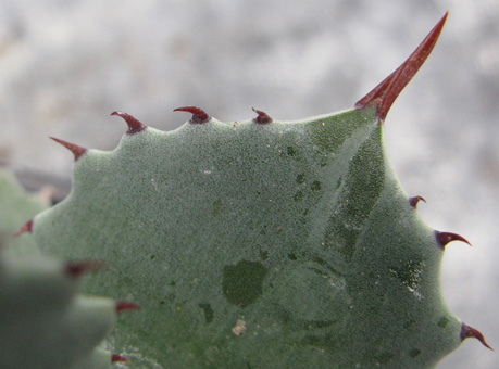 Pépinière Palmaris Agave isthmensis 