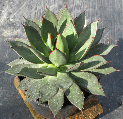 Pépinière Palmaris Agave colimana X isthmensis