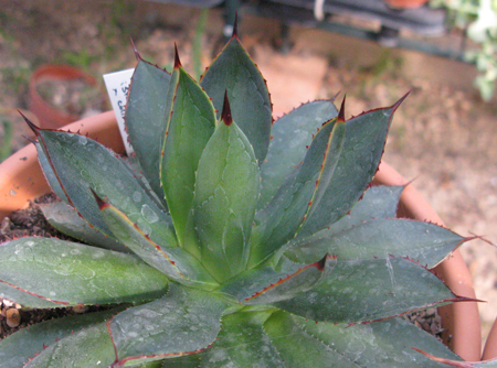 Pépinière Palmaris Agave colimana X isthmensis