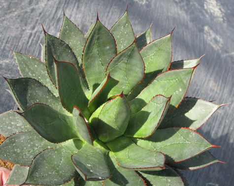 Pépinière Palmaris Agave colimana X isthmensis