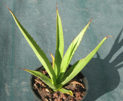 Pépinière Palmaris Agave karrato