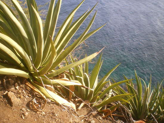 Pépinière Palmaris Agave karrato Antigua