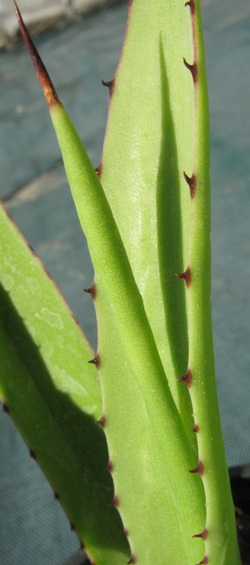 Pépinière Palmaris Agave karrato