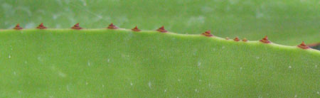 Pépinière Palmaris Agave karrato