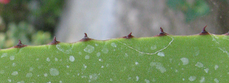 Pépinière Palmaris Agave karrato