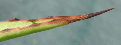 Pépinière Palmaris Agave karrato