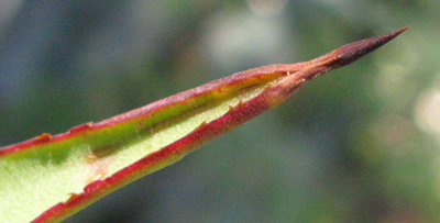 Pépinière Palmaris Agave karrato