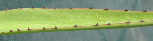 Pépinière Palmaris Agave karrato