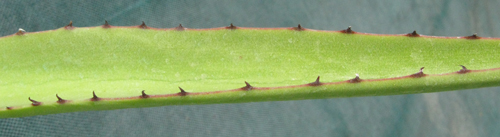 Pépinière Palmaris Agave karrato