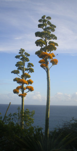 Pépinière Palmaris Agave karrato Antigua