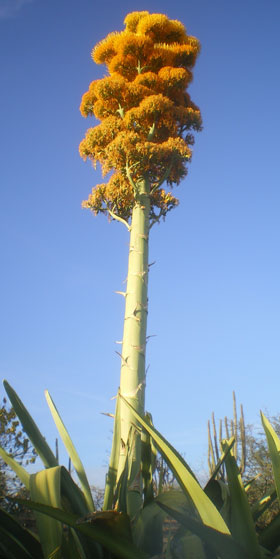 Pépinière Palmaris Agave karrato Antigua