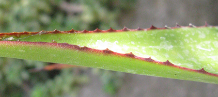 Pépinière Palmaris Agave karrato