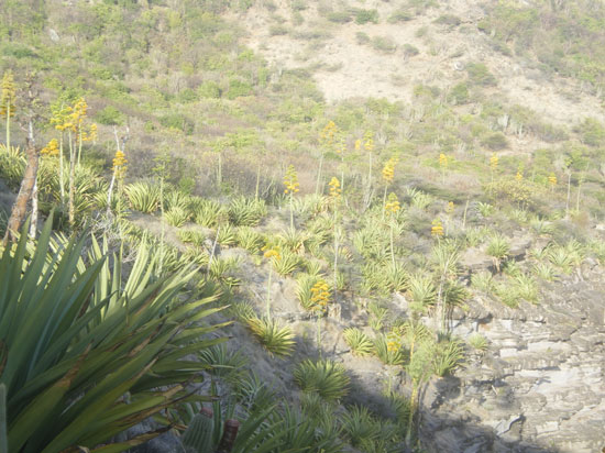 Pépinière Palmaris Agave karrato Antigua