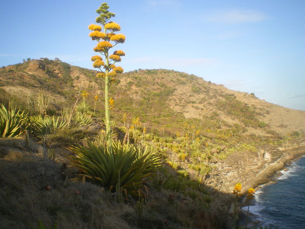 Pépinière Palmaris Agave karrato Antigua