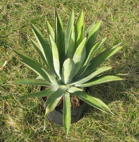 pépinière Palmaris Agave karwinskii