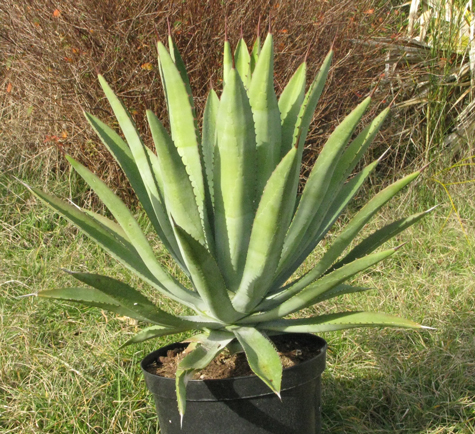 pépinière Palmaris Agave karwinskii