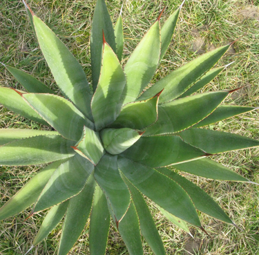 pépinière Palmaris Agave karwinskii