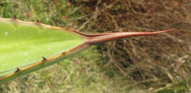 pépinière Palmaris Agave karwinskii