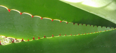 pépinière Palmaris Agave karwinskii