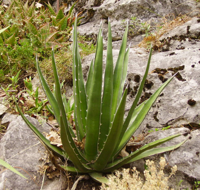 Palmaris Agave kerchovei Cactuseraie