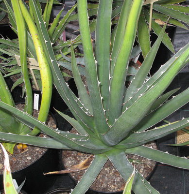 Palmaris Agave kerchovei