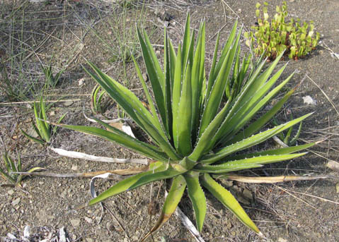 Palmaris Agave kerchovei Foncaude