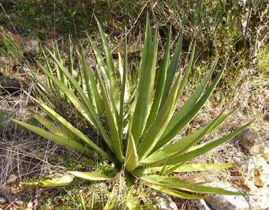 Palmaris Agave kerchovei Foncaude