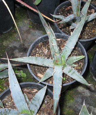 Palmaris Agave kerchovei bleu