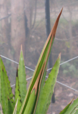 Palmaris Agave kerchovei