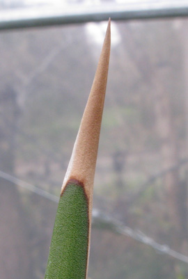 Palmaris Agave kerchovei