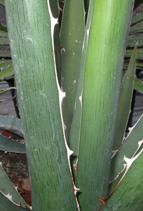 Palmaris Agave kerchovei