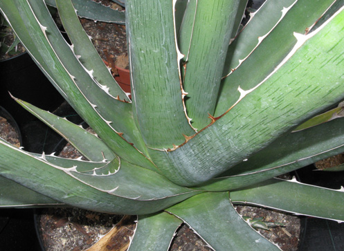 Palmaris Agave kerchovei