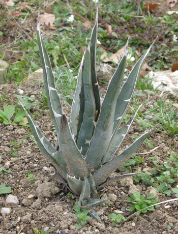 Pépinière Palmaris Agave kerchovei bleu Cactuseraie