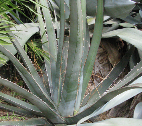 Pépinière Palmaris Agave kerchovei bleu Nice