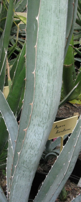 Palmaris Agave lechuguilla