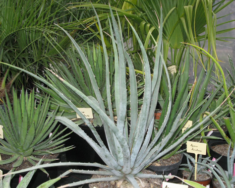 Palmaris Agave lechuguilla