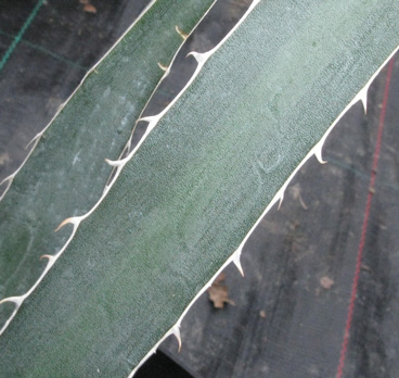 Palmaris Agave lechuguilla