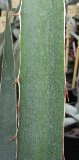 Palmaris Agave lechuguilla