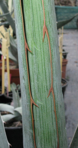 Palmaris Agave lechuguilla