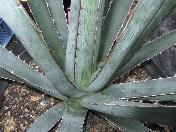 Palmaris Agave lechuguilla