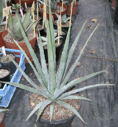 Palmaris Agave lechuguilla