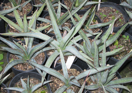 Palmaris Agave lechuguilla