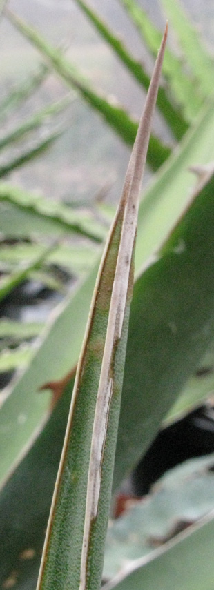 Palmaris Agave lechuguilla