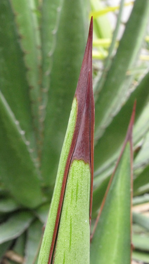 Palmaris Agave lophantha poselgeri