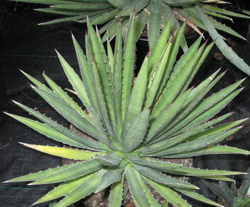 Palmaris Agave lophantha poselgeri