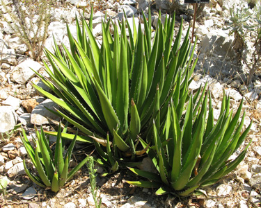 Palmaris Agave lophantha lophantha Nice