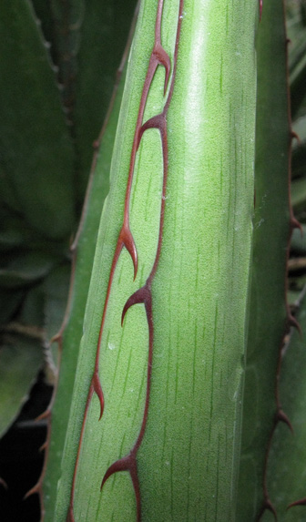 Palmaris Agave lophantha poselgeri