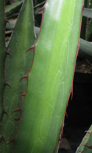 Palmaris Agave lophantha poselgeri